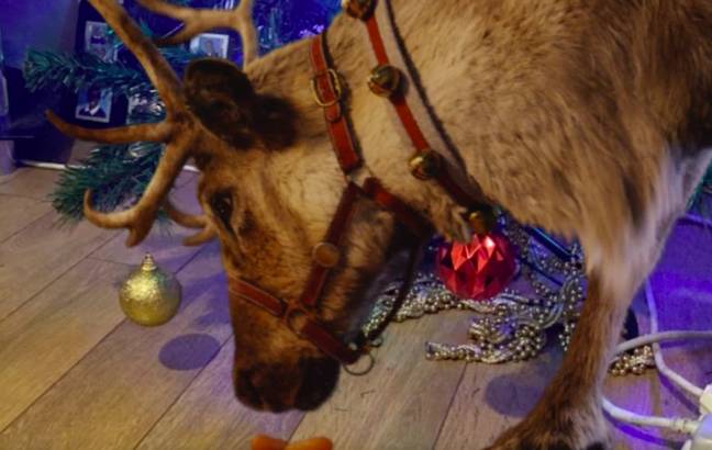 The Reindeer is set to bring a slice of magic into your living room (Credit: Reindeer Ready/Tobi Akingbade)