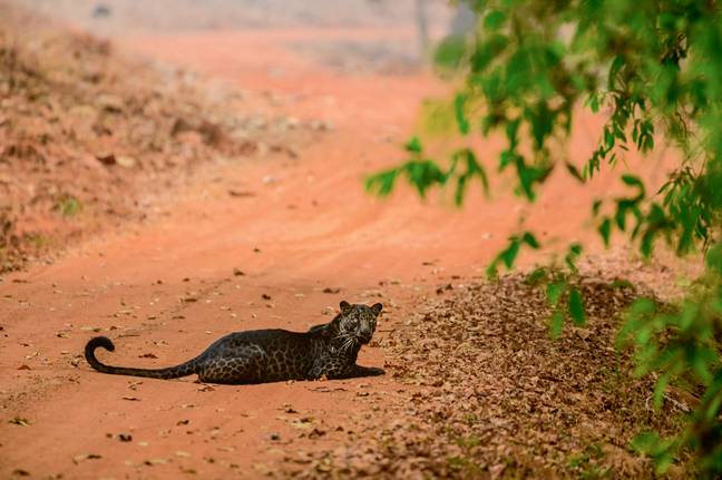 Wildlife photographer Anurag Gawande says he was just 30ft away from the leopard when he spotted the majestic black leopard (Credit: Caters)