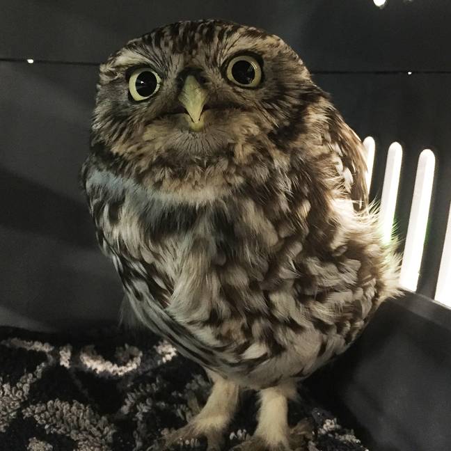 Head Falconer Rufus Samkin believes the owl was feasting on mice and voles during the mild winter (Credit: Suffolk Owl Sanctuary)