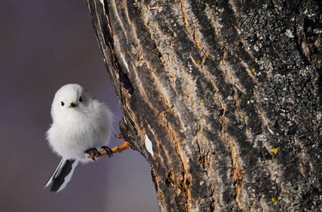 The birds look like little balls of cotton wool (Credit: Shutterstock)