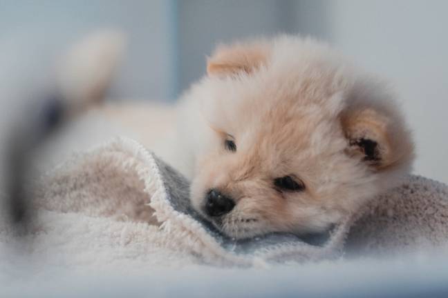 Your pet will find having a cosy hideaway of its own deeply soothing (Credit: Unsplash) 