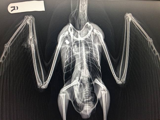 An x-ray of a Gull shot by an air gun. Credit: RSPCA