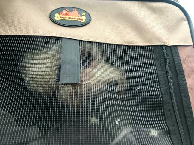 The little bichon was found in the woods alone, zipped into a carry case (Credit: SWNS)