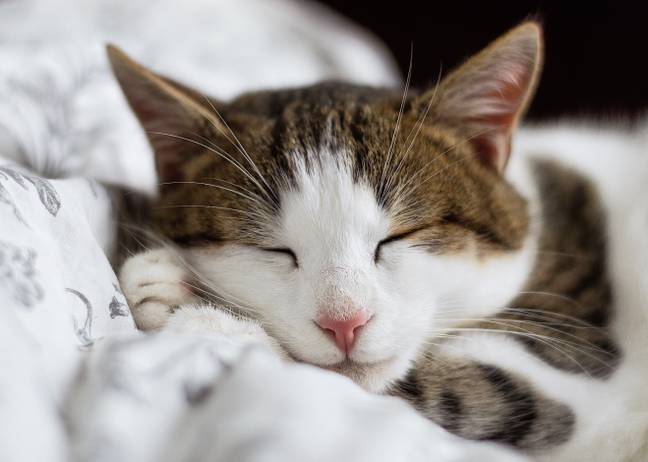 Silentnight are after pets to model its new range of pet beds (Credit: Unsplash)