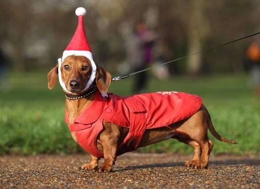 Is there anything better than a dachshund in a Santa hat? (Credit: Jonathan Brady/PA)