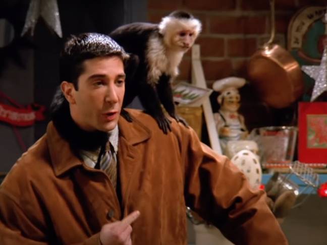 David Schwimmer explained why he found it difficult working with a monkey on set during the reunion (Credit: NBC)