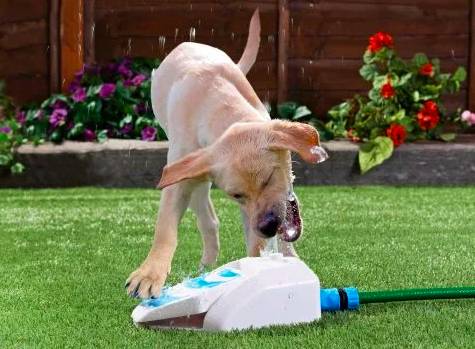 B&m sun loungers clearance for dogs