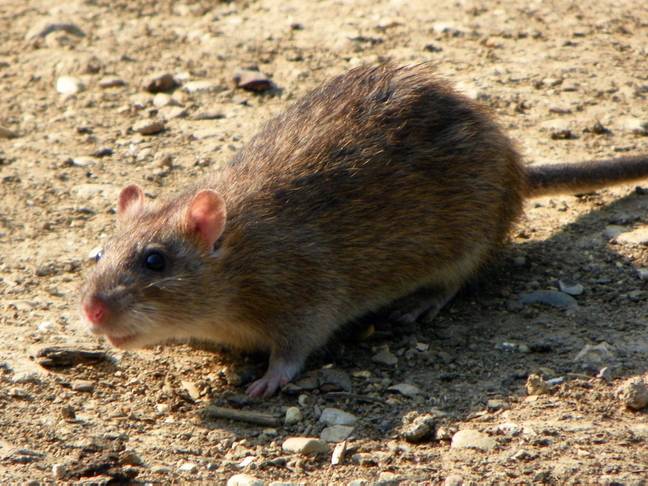 If you have a street rat of an ex, now is your chance to name one after them (Credit: Flickr)