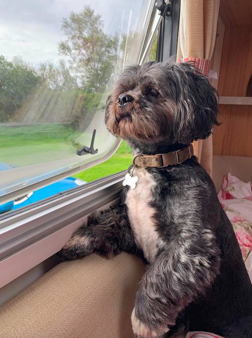 Does your pooch love sitting by the window? (Credit: Safestyle)