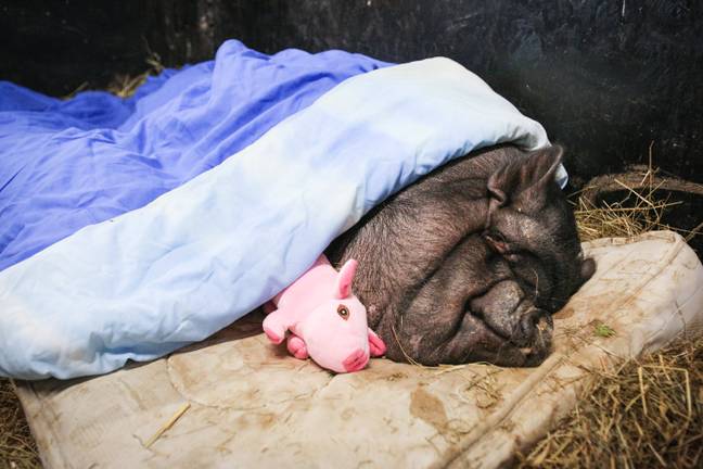 The pot-bellied pig was used to a living in luxury on its own mattress (Credit: SWNS)