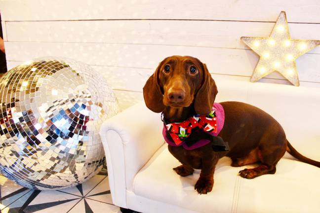 The doggy disco is being held at The Allegory in Shoreditch, London (Credit: Anushka Fernando /Dachshund Café)