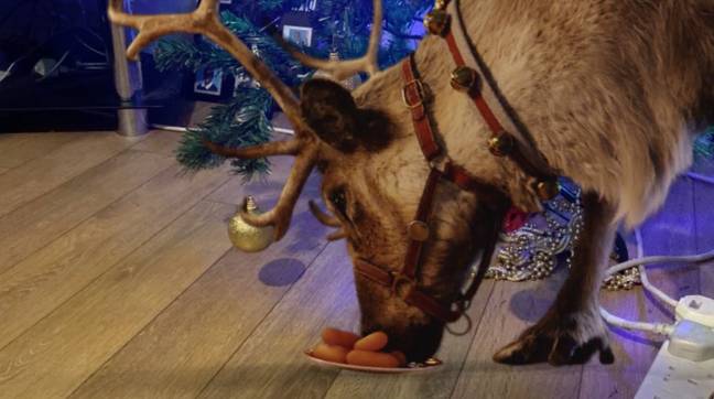 The app puts a reindeer eating carrots in your living room (Credit: Reindeer Ready/Tobi Akingbade)