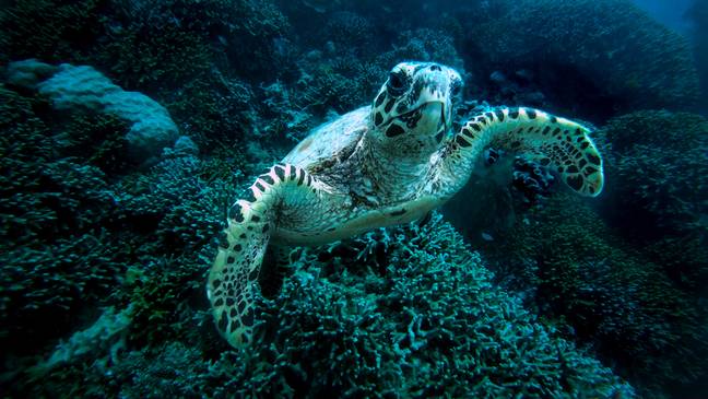 The green turtle is at risk of extinction (Credit: Unsplash)