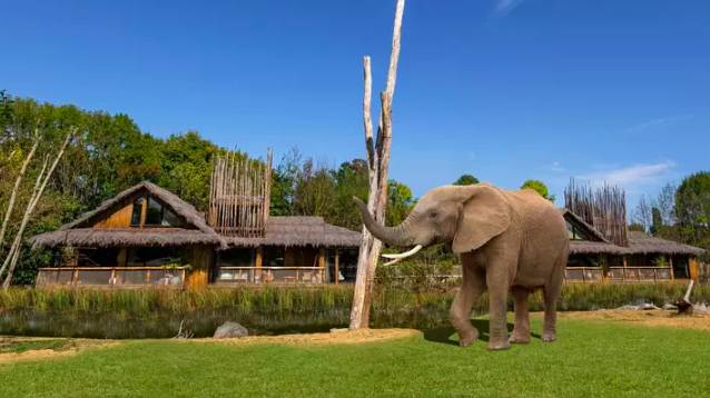 You will be able to see elephants from your bed (Credit: West Midlands Safari Park)