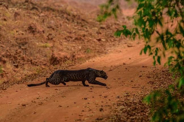 Anurag said he saw the same black leopard a year ago (Credit: Caters)