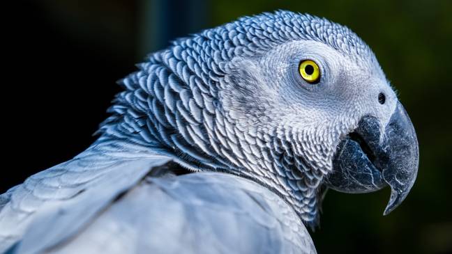 The naughty parrots have been put back in isolation (Credit: Pexels)