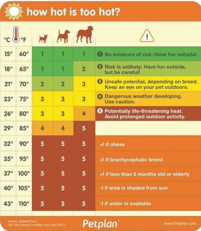 This handy chat from Petplan helps owners understand safe temperatures for their pets