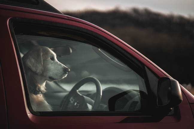 Several pet charities have formed a coalition to warn owners about the dangers of leaving dogs in hot cars (Credit: Unsplash)