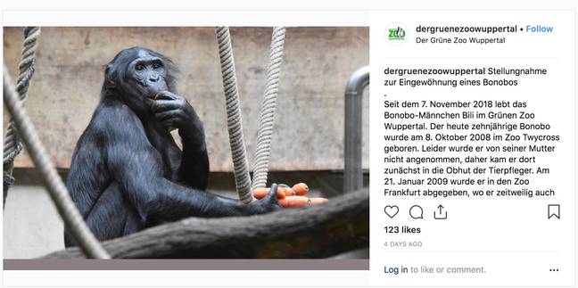 Bili the Bonobo was sent to Wuppertal Zoo last autumn