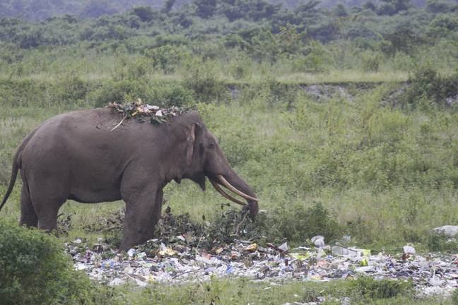 The heartbreaking images show the hungry elephant looking through piles of rubbish (Credit: Caters)