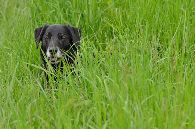 Vets are warning against the dangers of grass seeds on dogs (Credit: Shutterstock)