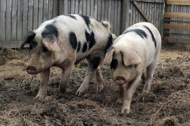 The pigs are being reared on the school's mini farm. Credit: SWNS