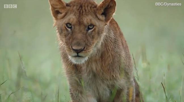 Unfortunately nothing could be done to save the cub. (Credit: BBC/Dynasties)