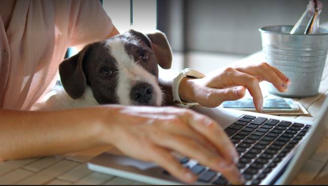 Dog owners are encouraged to prepare their pets for their return to the office now (Credit: Shutterstock)