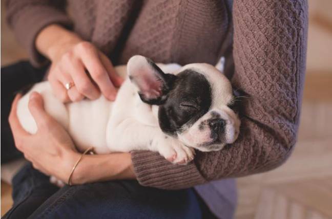 Science suggests bonds with our pets are more satisfying. Credit: Pexels