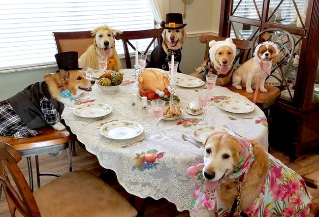 These therapy dogs got in on the Thanksgiving celebrations (Credit: Caters)