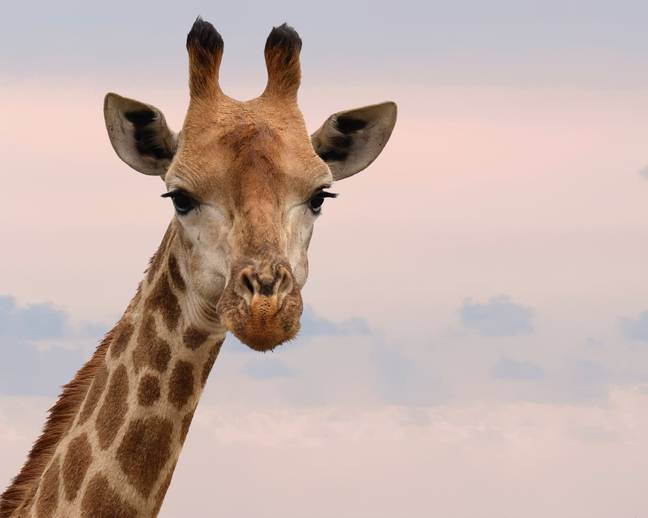 Giraffes are hunted for their meat and tails. (Credit: Pexels)