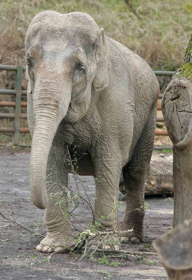 Anne the Asian elephant was beaten and forced to perform tricks in the circus before she was rescued (Credit: SWNS)