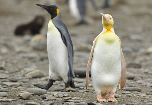 The unique penguin has a bright yellow plumage instead of the usual black feathers (Credit: Kennedy)