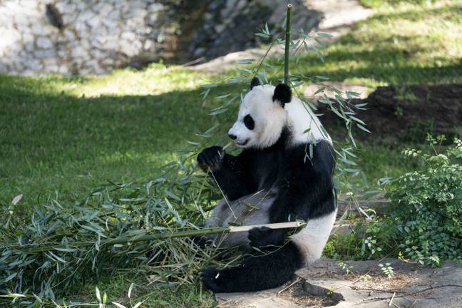 Bamboo makes up 99 per cent of their diet (Credit: PA)