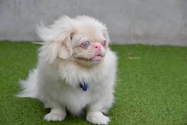 Boo is an albino Pekingese, a breed which originated in China (Credit: Battersea Dogs &amp; Cats Home)