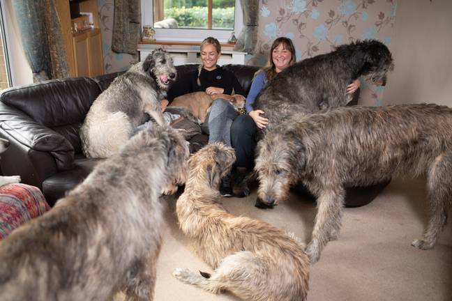The family spend hundreds of pounds a week on dog food (Credit: Caters)