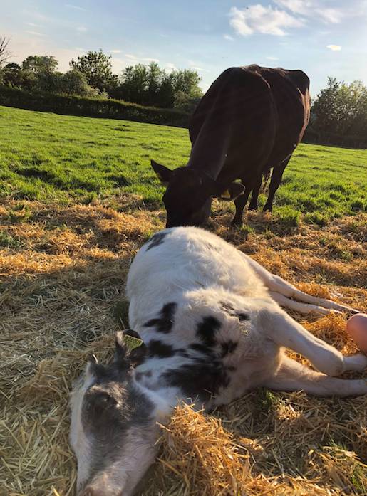 The calf's foster mother Marge was devastated by the news (Credit: Caters)