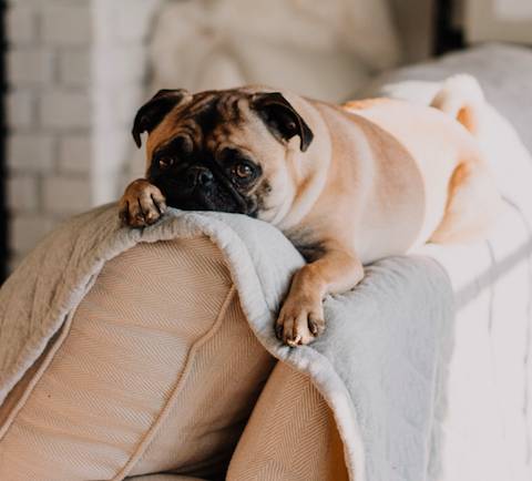 Avoid puppy-dog eyes this Easter (Credit: Unsplash)