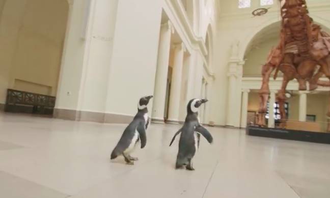 The penguins stuck together as they waddled about (Credit: Field Museum) 