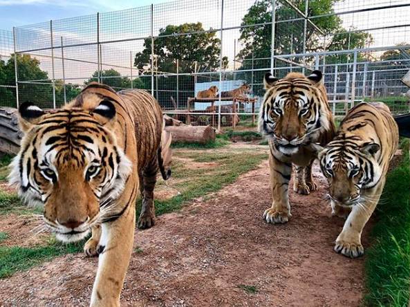 The park was famously seen in 'Tiger King' (Credit: Instagram/ Tiger King Park) 