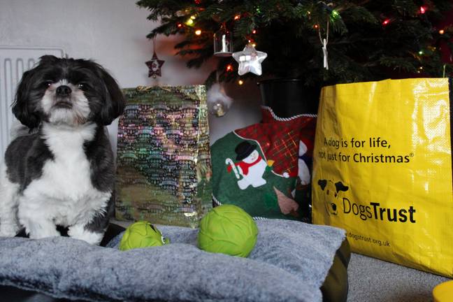 Sprout will spend his first Christmas at his forever home (Credit: SWNS)