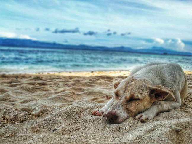 Dogs can suffer in hot weather (Credit: Pexels)