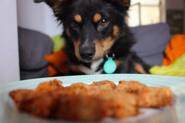 Will your mouthwatering cooking entice your pup? (Credit: Dog Furiendly) 