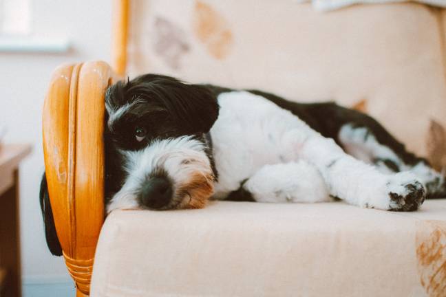 Keeping on top of your pet's hygiene can help prevent the virus. (Credit: Pexels)