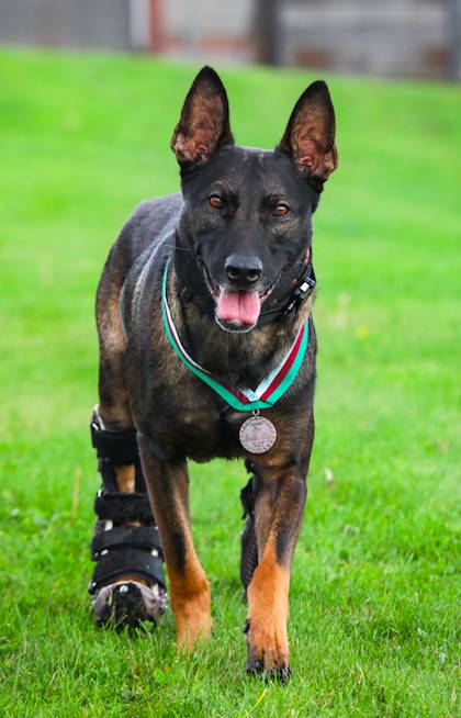 Kuno has been fitted with prosthetic limbs (Credit: PDSA)