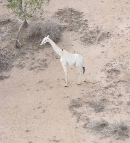 He is the last known white giraffe (Credit: Facebook/Ishaqbini-Hirola Community Conservancy)
