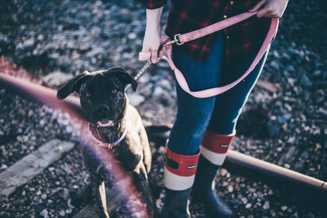 93 per cent of owners said they want to walk their dog more. Credit: Unsplash