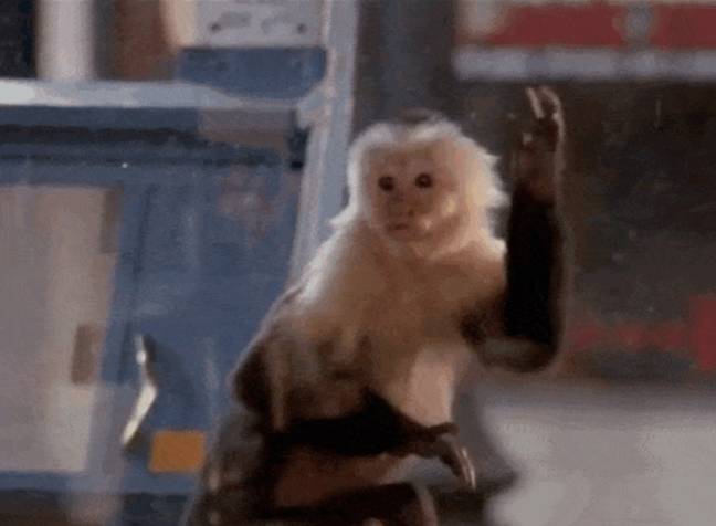 Two monkeys played Marcel the Monkey on Friends (Credit: NBC)