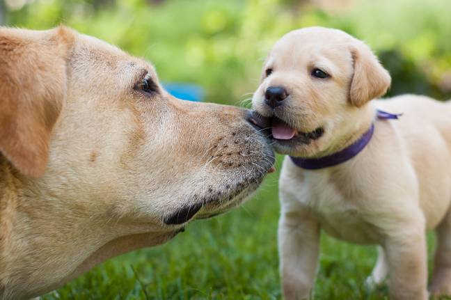 Labrador Retriever has reclaimed the title of the UK's most popular dog breed (Credit: Shutterstock)