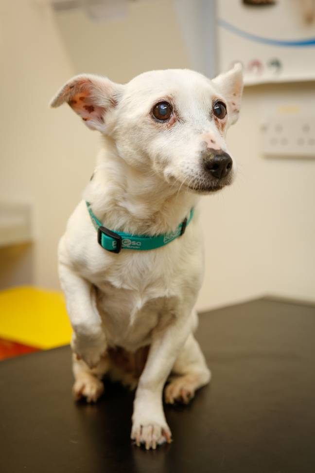 Sweet-toothed Lily was rushed to PDSA vets for emergency treatment after she gobbled chocolate Santas (Credit: PSDA)